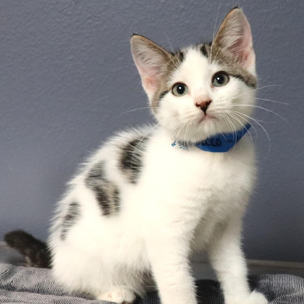 Enlarge Prosecco, a Adoptable Domestic Short Hair in Lakeland, FL image 3/4