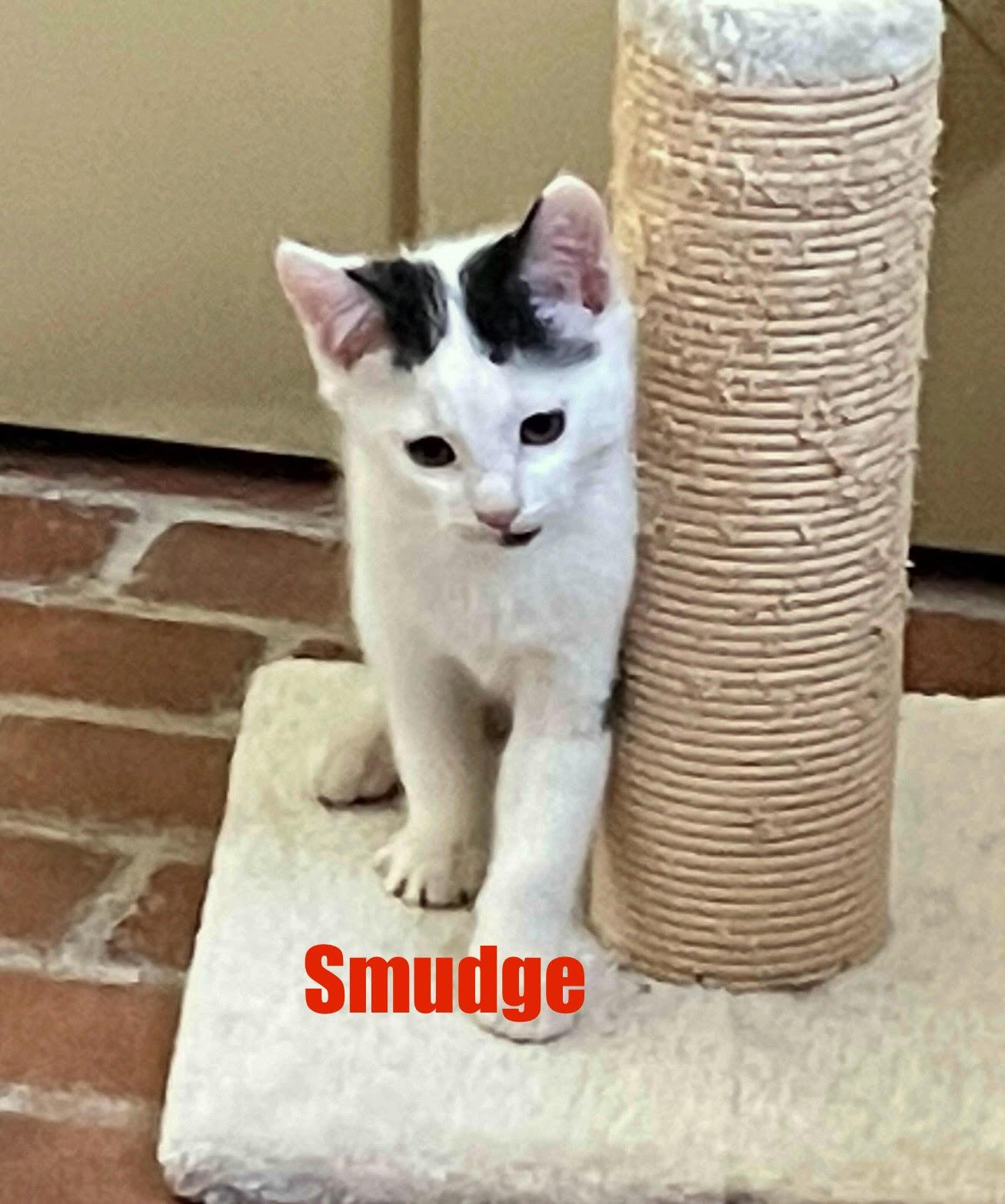 Patches, Spot & Smudge (FCID 6/16/25-66,67,68 WCPS