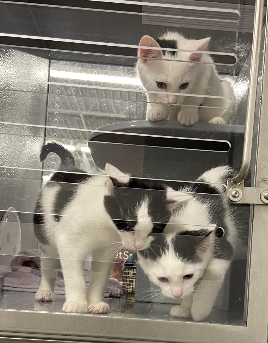 Patches, Spot & Smudge (FCID 6/16/25-66,67,68 WCPS