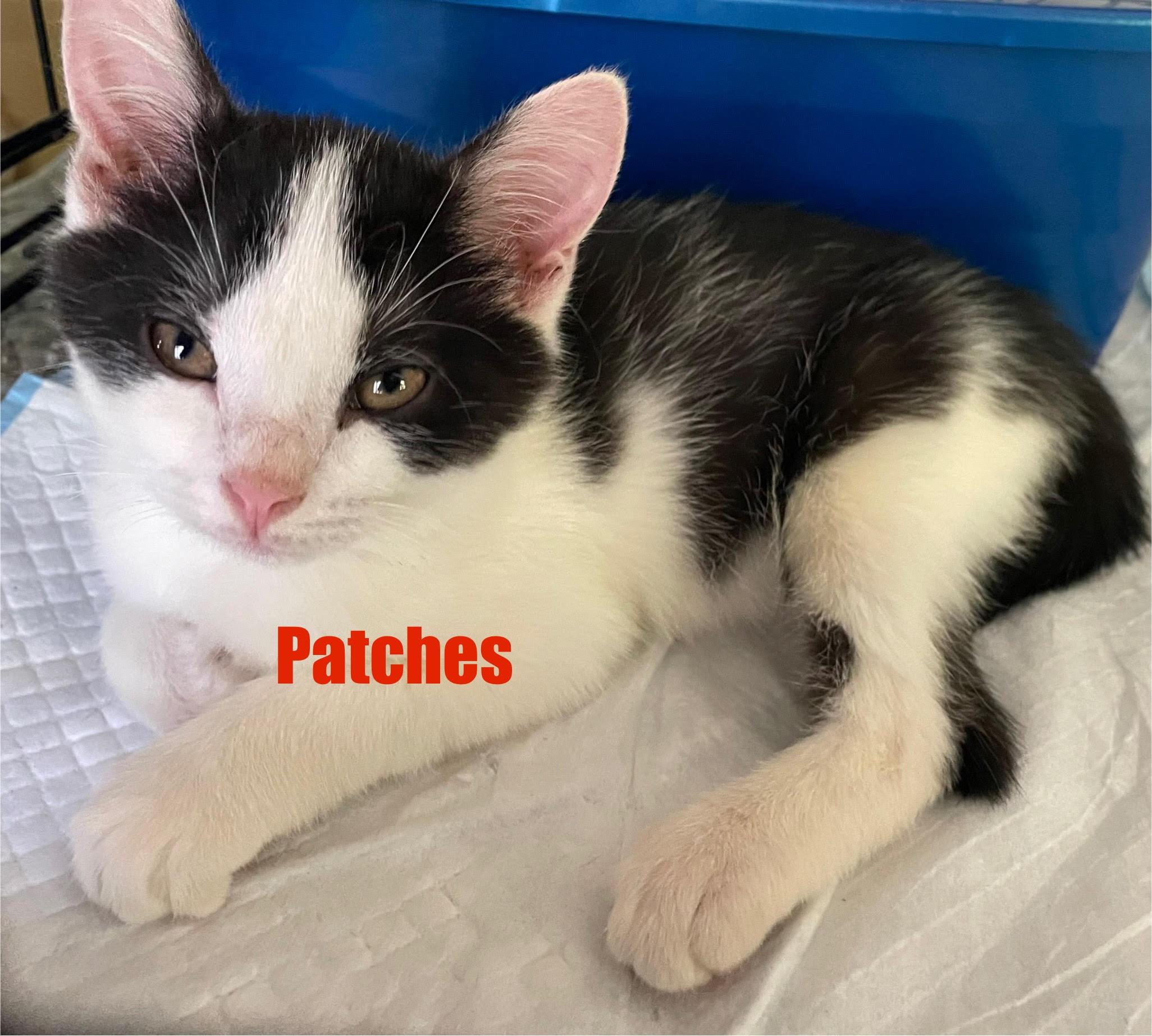 Patches, Spot & Smudge (FCID 6/16/25-66,67,68 WCPS