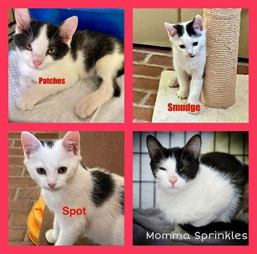 Patches, Spot & Smudge (FCID 6/16/25-66,67,68 WCPS