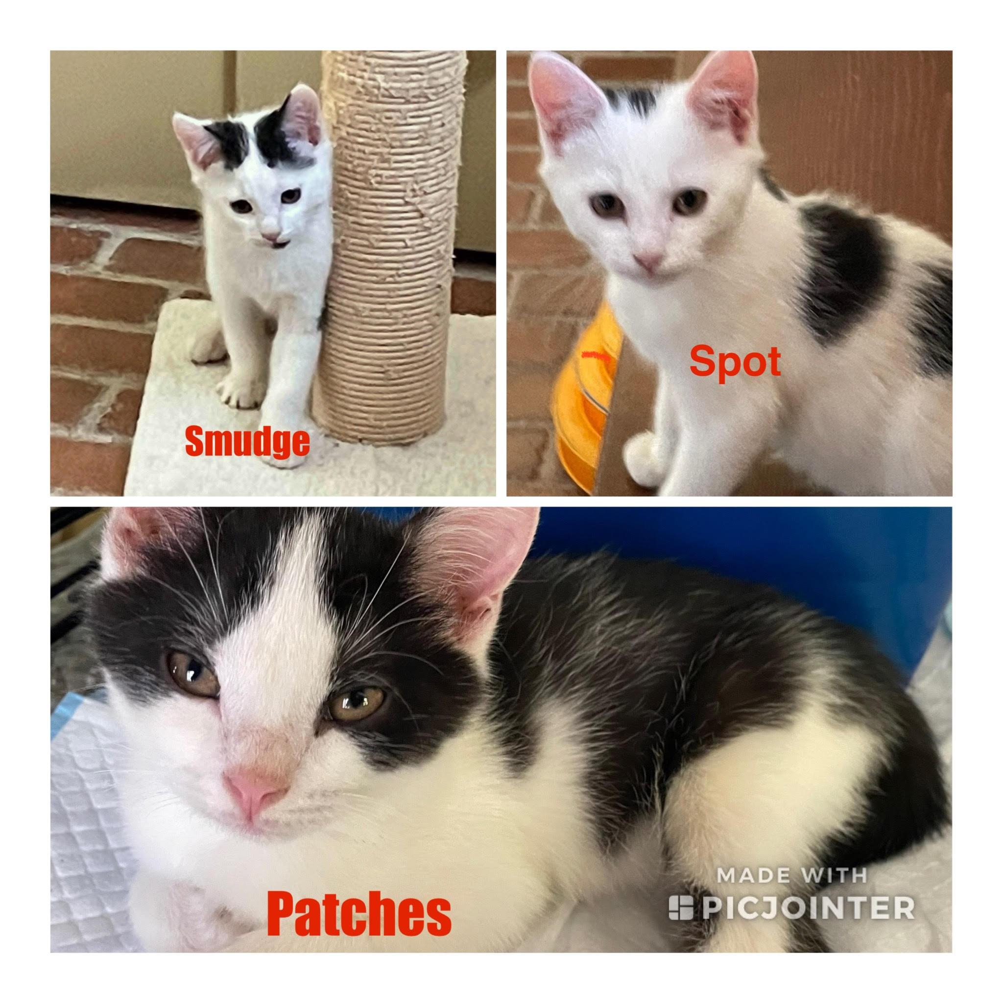 Patches, Spot & Smudge (FCID 6/16/25-66,67,68 WCPS