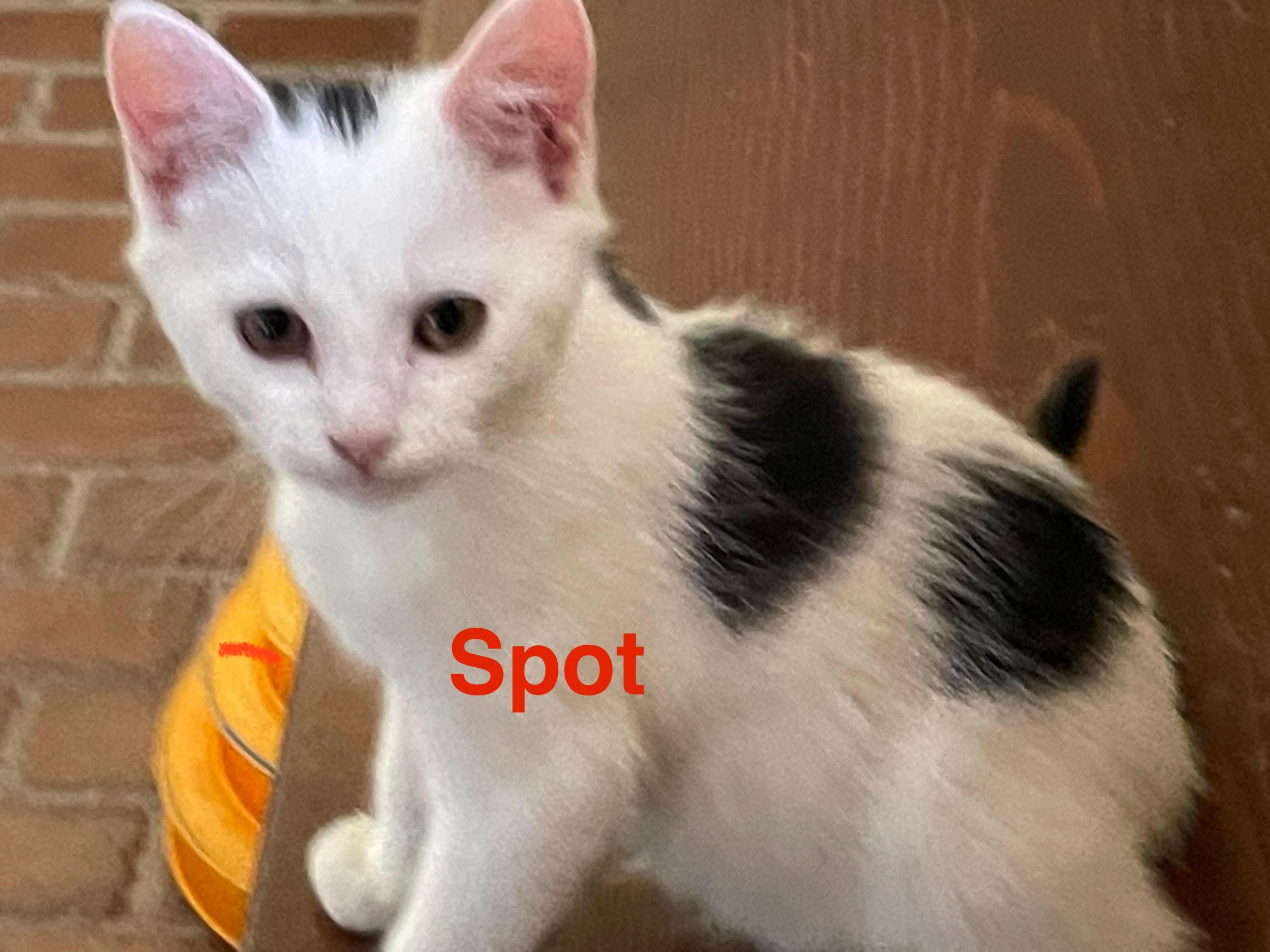 Patches, Spot & Smudge (FCID 6/16/25-66,67,68 WCPS