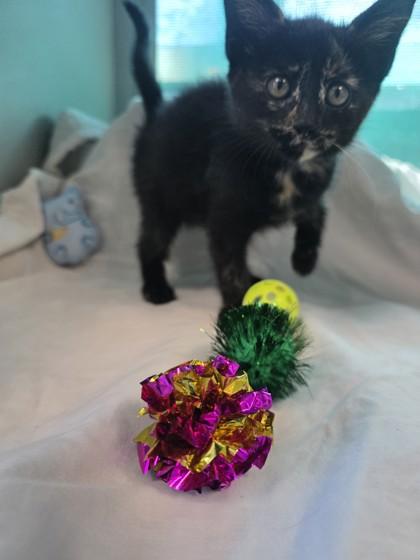 Bubbles, Adoptable, Kitten Female Domestic Medium Hair & Domestic Short Hair.