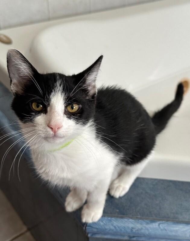 Pebbles, Adoptable, Young Female Domestic Short Hair.