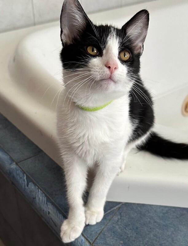 Enlarge Pebbles, a Adoptable Domestic Short Hair in North Babylon, NY image 2/4