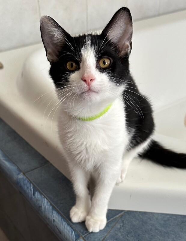 Enlarge Pebbles, a Adoptable Domestic Short Hair in North Babylon, NY image 3/4