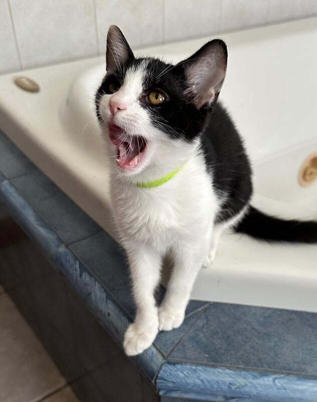 Enlarge Pebbles, a Adoptable Domestic Short Hair in North Babylon, NY image 4/4