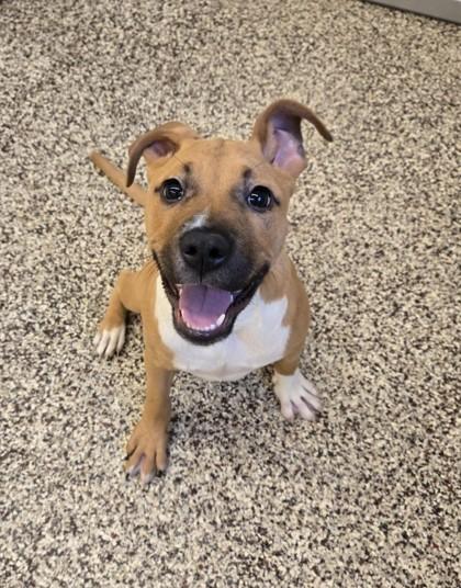 Enlarge Piper, a Adoptable mixed breed in Sterling Heights, MI image 1/2