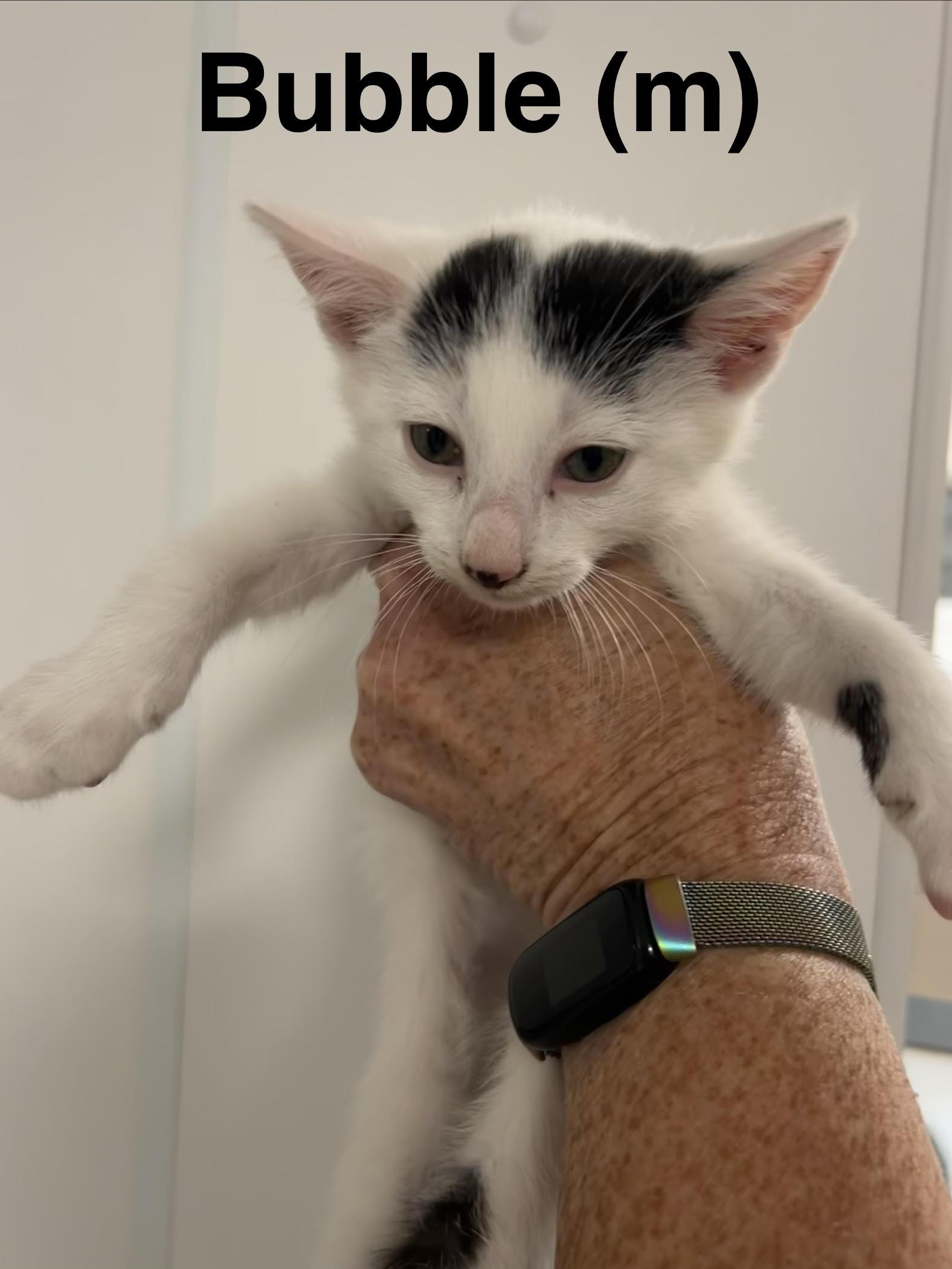 Bubble, Adoptable, Kitten Male Domestic Short Hair.