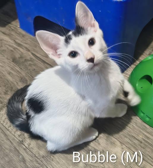 Bubble, a Adoptable Domestic Short Hair in Saugerties, NY image 2/3