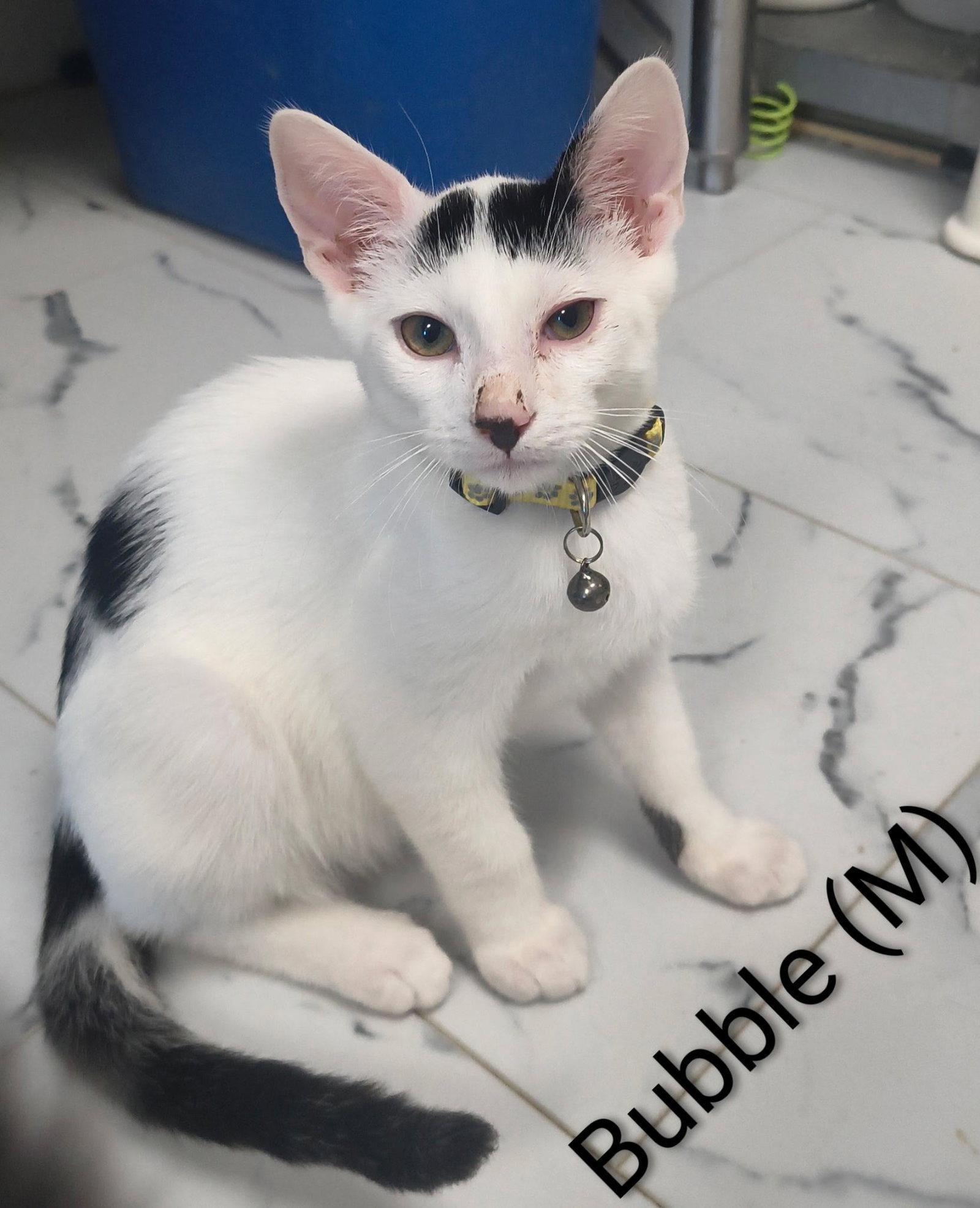 Bubble, a Adoptable Domestic Short Hair in Saugerties, NY image 3/3