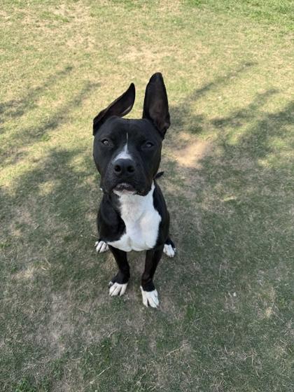 Patrick, a Adoptable mixed breed in Memphis, TN image 2/3