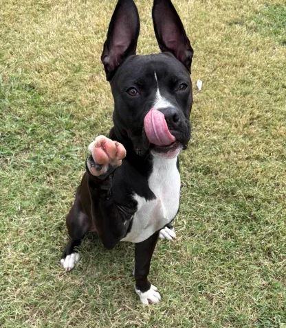 Patrick, a Adoptable mixed breed in Memphis, TN image 3/3