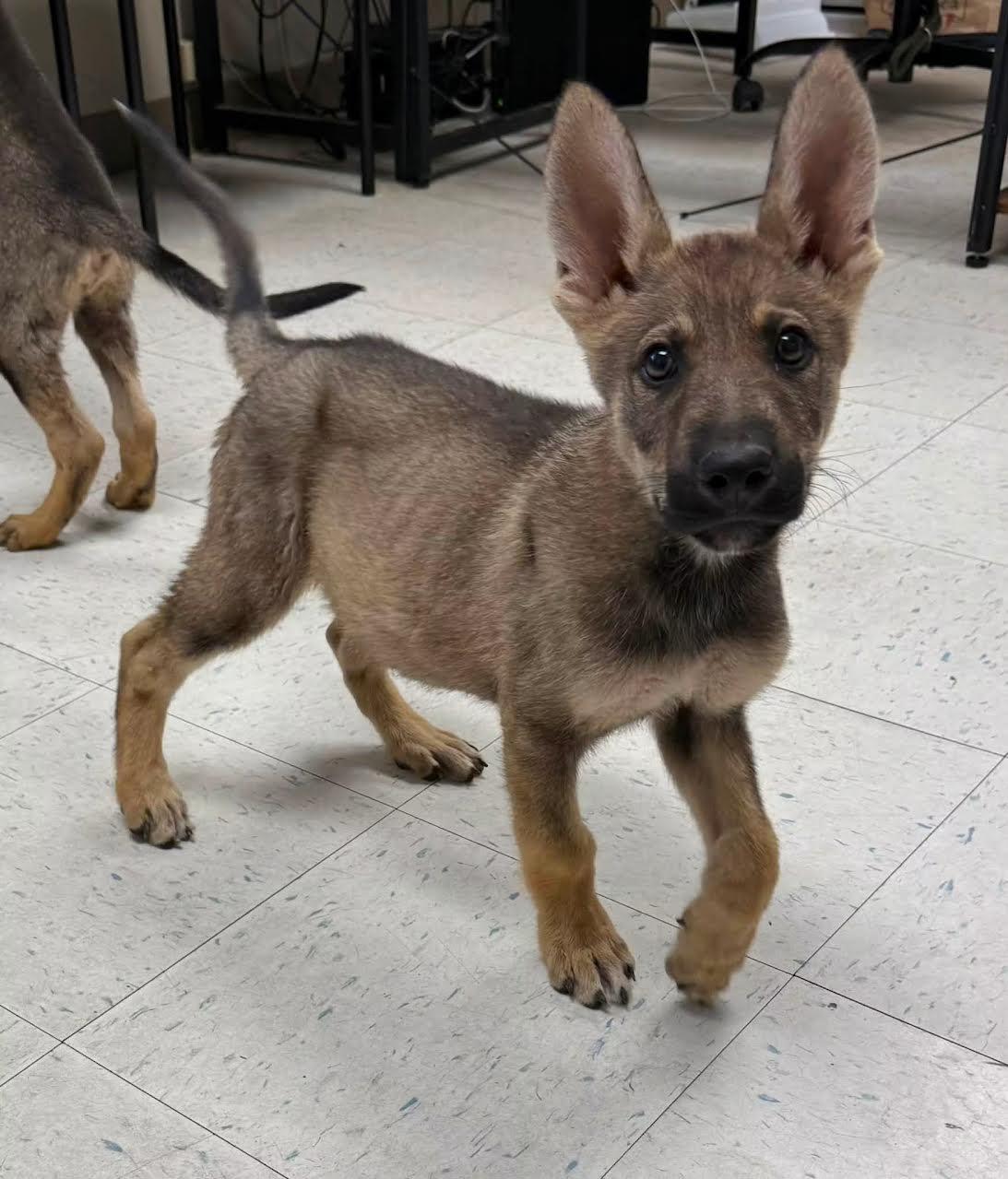 Simba, ADOPTABLE, Young Male German Shepherd Dog & Australian Kelpie.