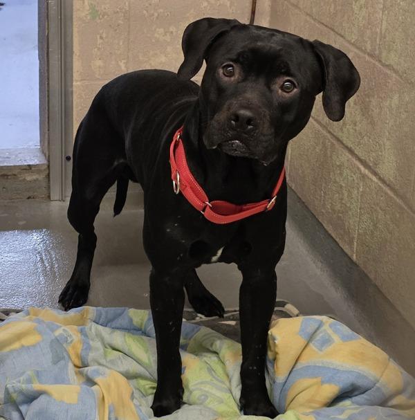 Bruce, Adoptable, Adult Male Pit Bull Terrier.