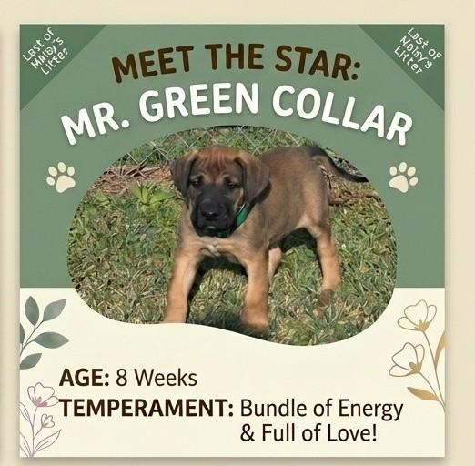 Enlarge Maisy Puppy 9M Green Collar, a Adoptable mixed breed in Edmond, OK image 1/1