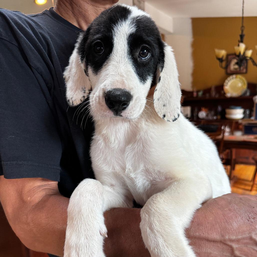 NY Elenore Avail Aug 26 (MTK Hotel Mount Kisco), adopted, Puppy Male Great Pyrenees & Hound.