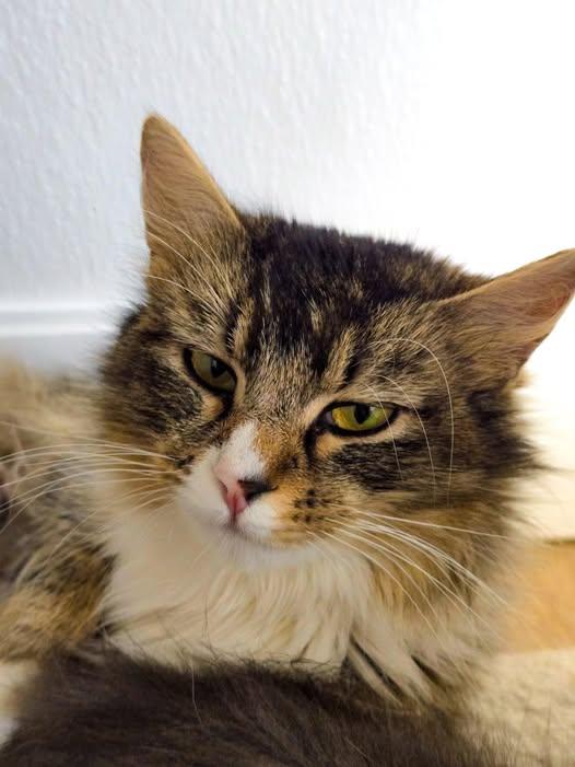 Shirley, an adoptable Domestic Long Hair in Prineville, OR image 1/2