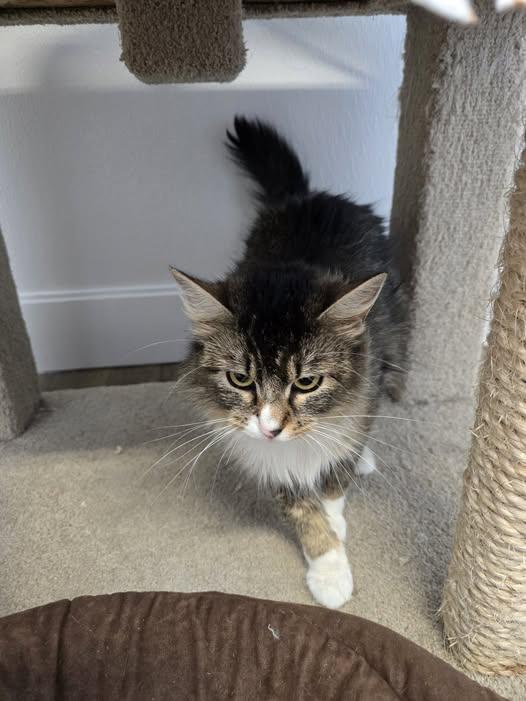 Shirley, an adoptable Domestic Long Hair in Prineville, OR image 2/2