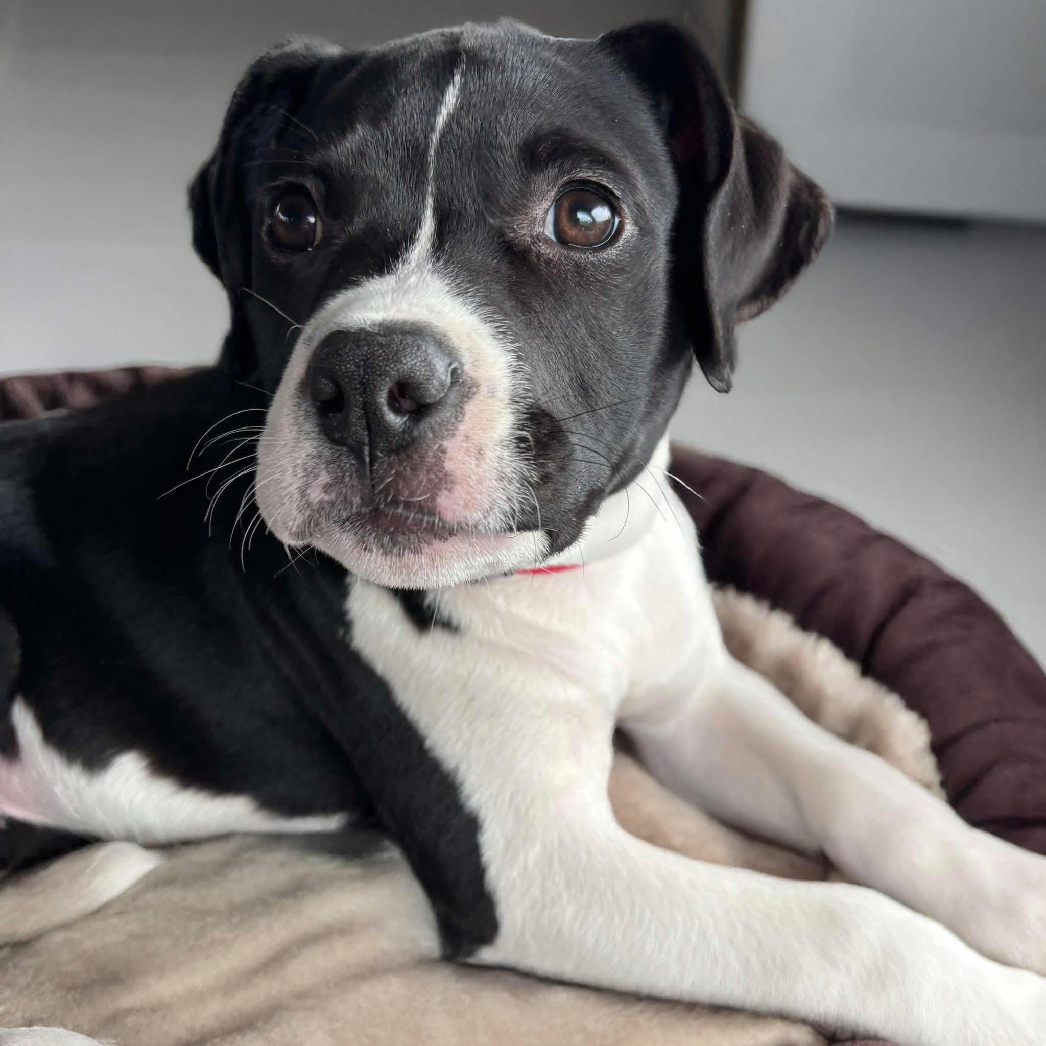 Marbles, Adoptable, Puppy Female Pit Bull Terrier.