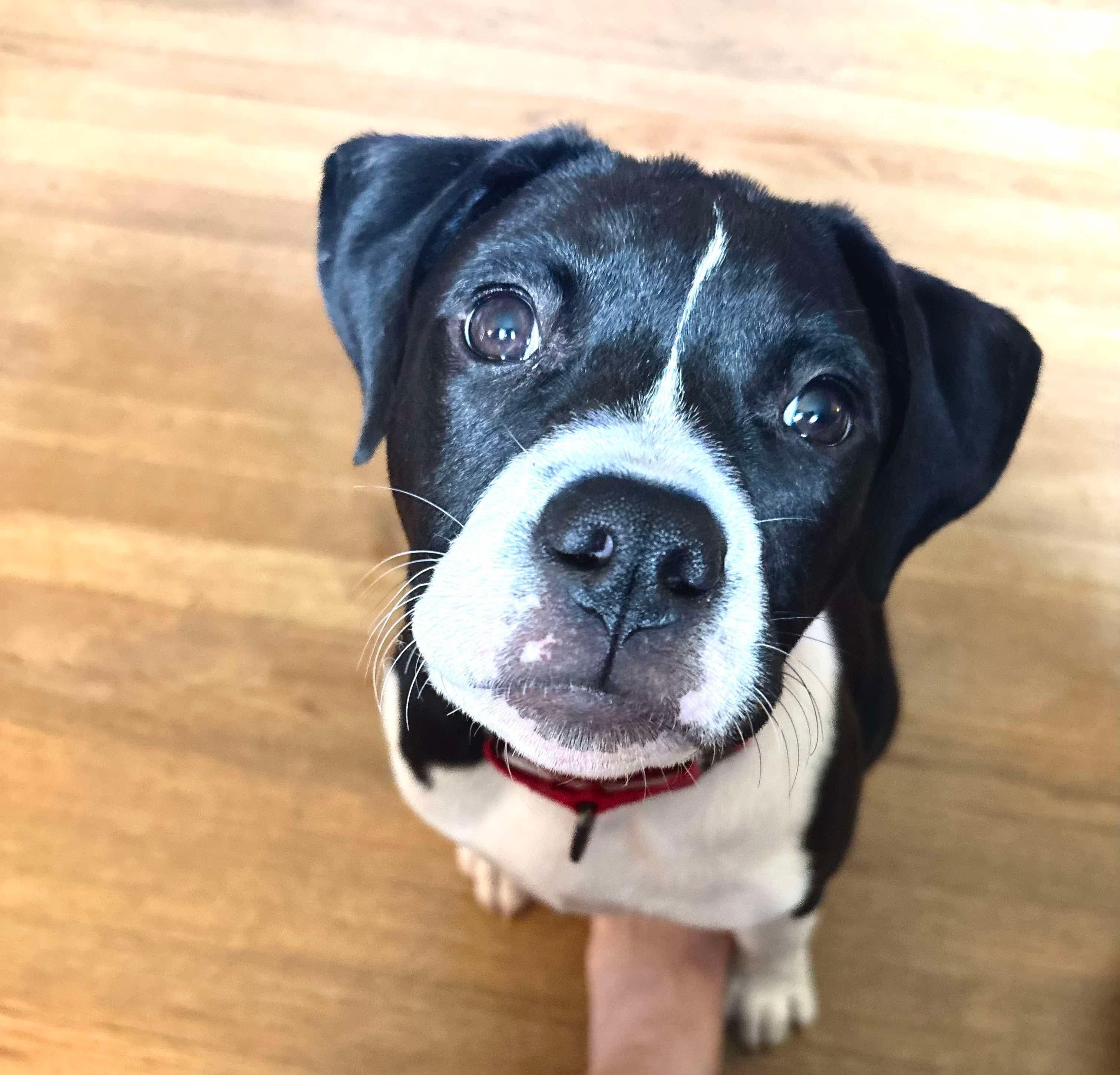 Enlarge Marbles, a Adoptable mixed breed in Elizabethtown, PA image 2/3