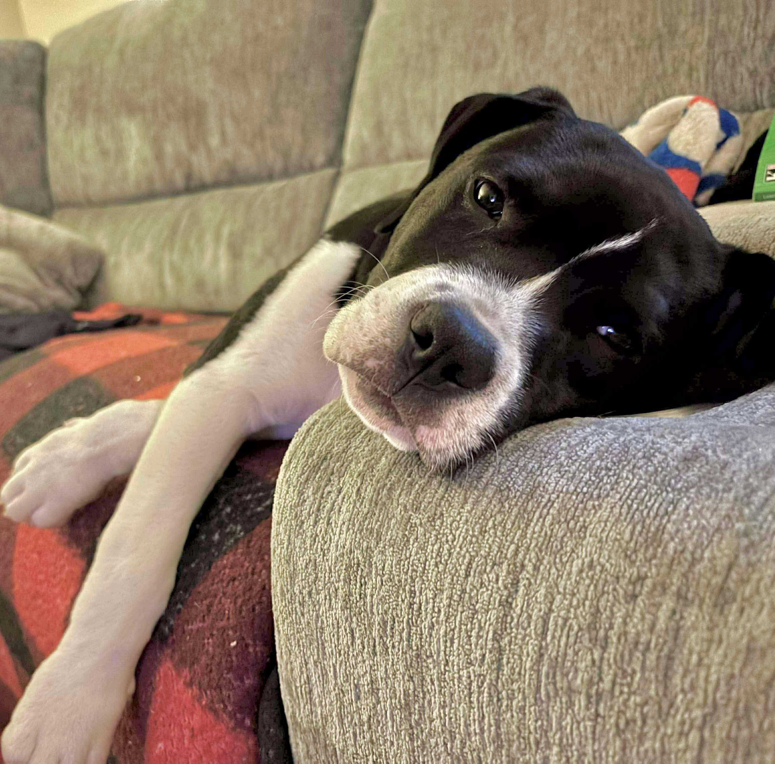 Enlarge Marbles, a Adoptable mixed breed in Elizabethtown, PA image 3/3