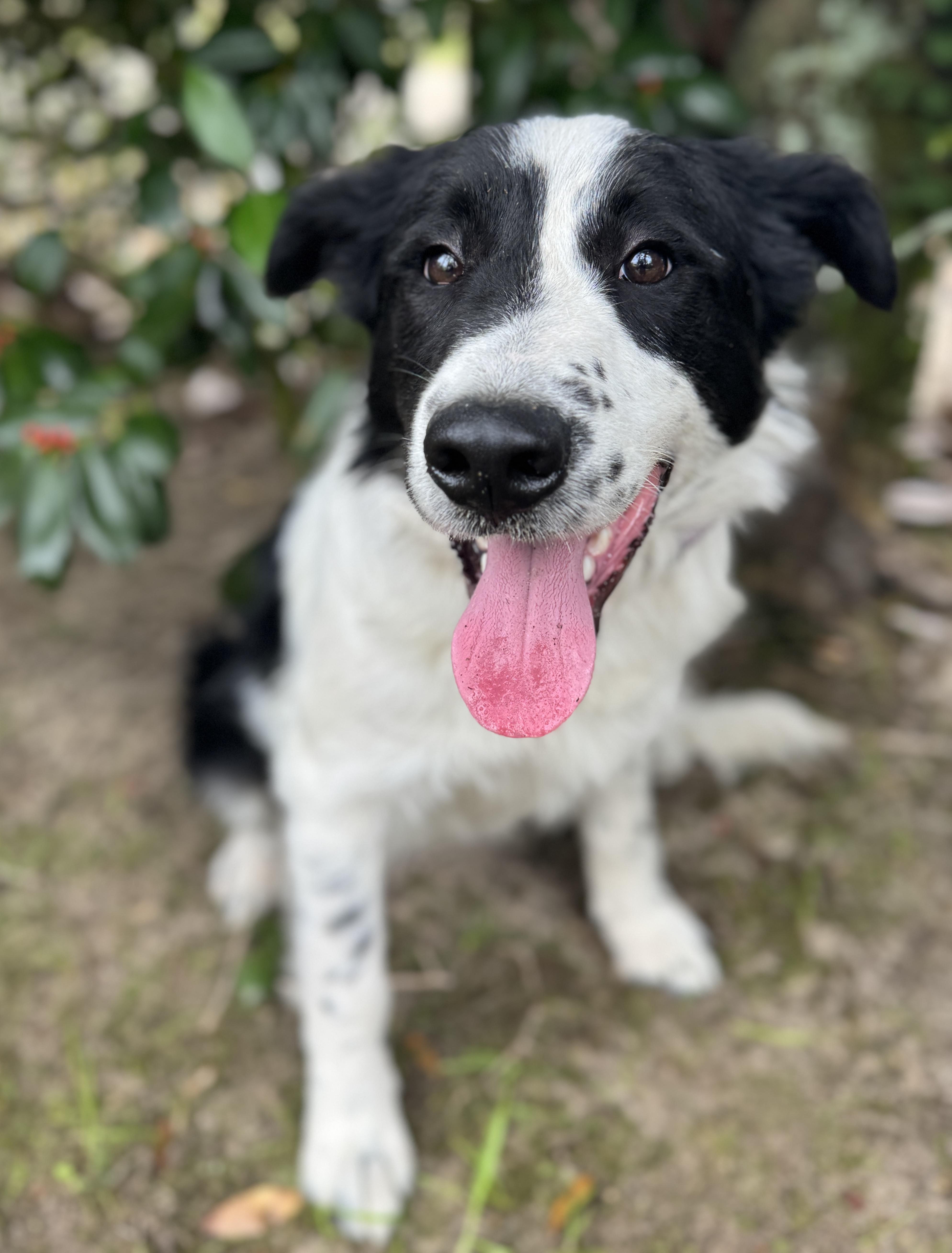Rex, adopted, Puppy Male Border Collie.