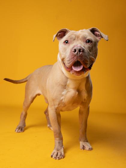 Enlarge Nash, a Adoptable mixed breed in Atlanta, GA image 1/3