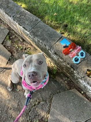 Enlarge Nash, a Adoptable mixed breed in Atlanta, GA image 2/3