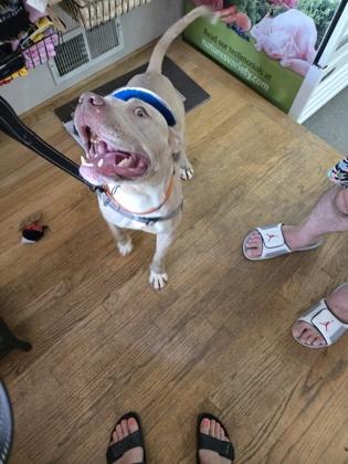 Enlarge Nash, a Adoptable mixed breed in Atlanta, GA image 3/3