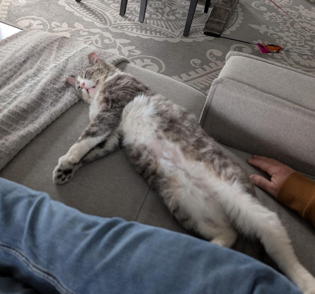 Cappie, Adult Male Domestic Short Hair