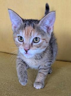 Sugar Maple - belly rubs, back scratches, and attention please!