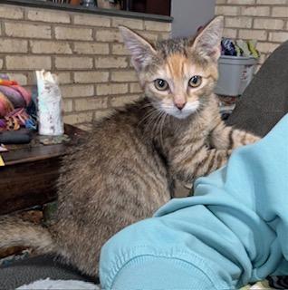 Sugar Maple - belly rubs, back scratches, and attention please!