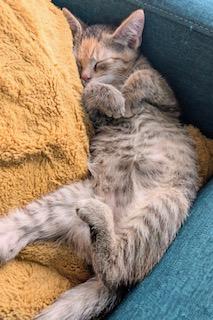 Sugar Maple - belly rubs, back scratches, and attention please!