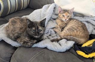 Sugar Maple - belly rubs, back scratches, and attention please!