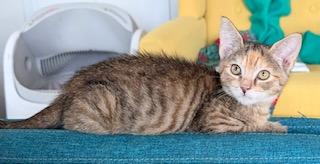 Sugar Maple - belly rubs, back scratches, and attention please!