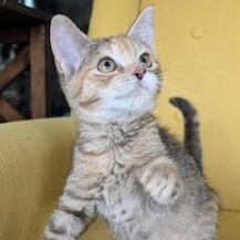 Sugar Maple - belly rubs, back scratches, and attention please!