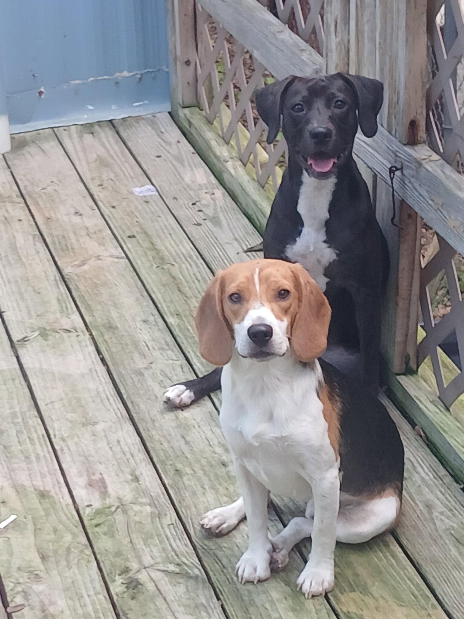 Elvira, Adoptable, Young Female Labrador Retriever.