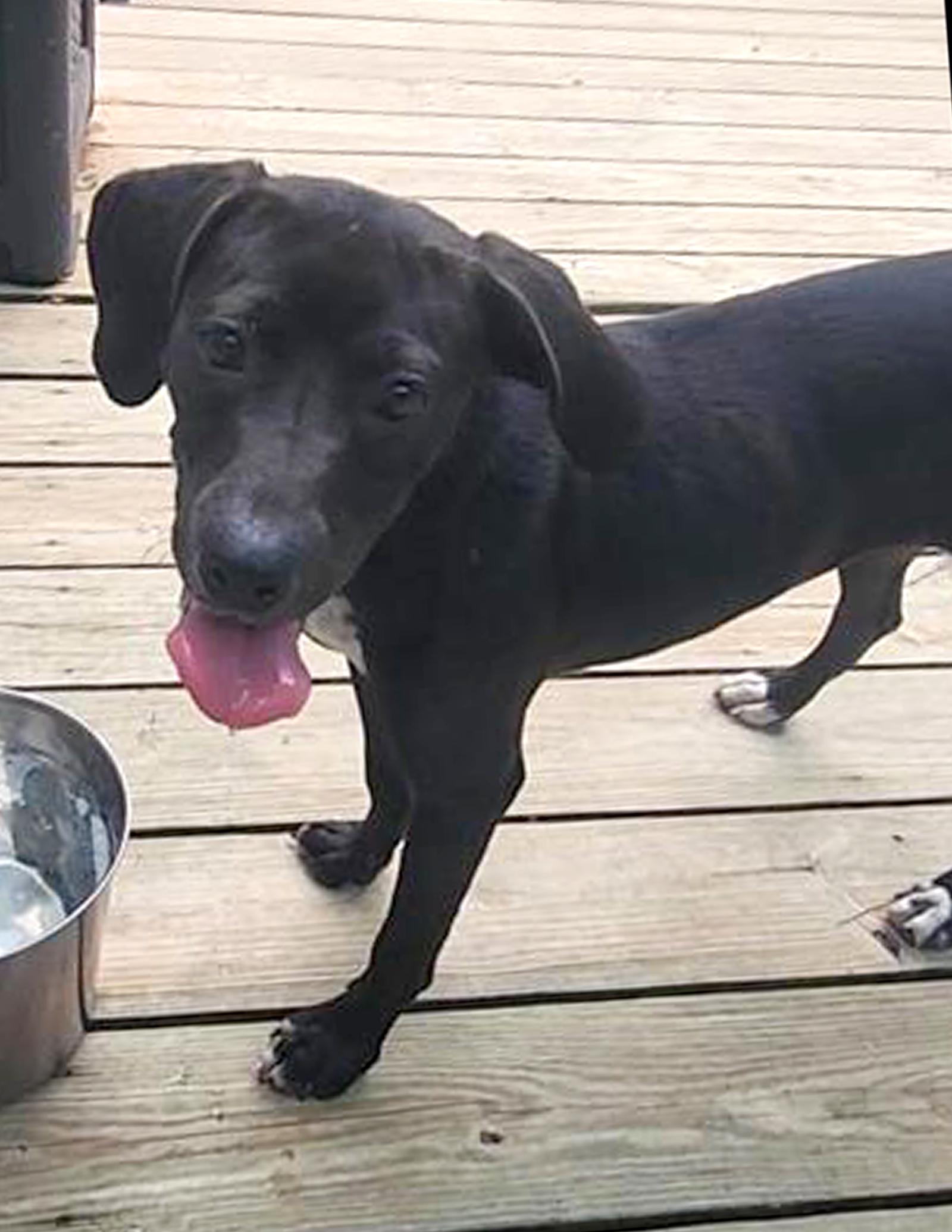 Enlarge Elvira, a Adoptable Labrador Retriever in Winton, NC image 2/3