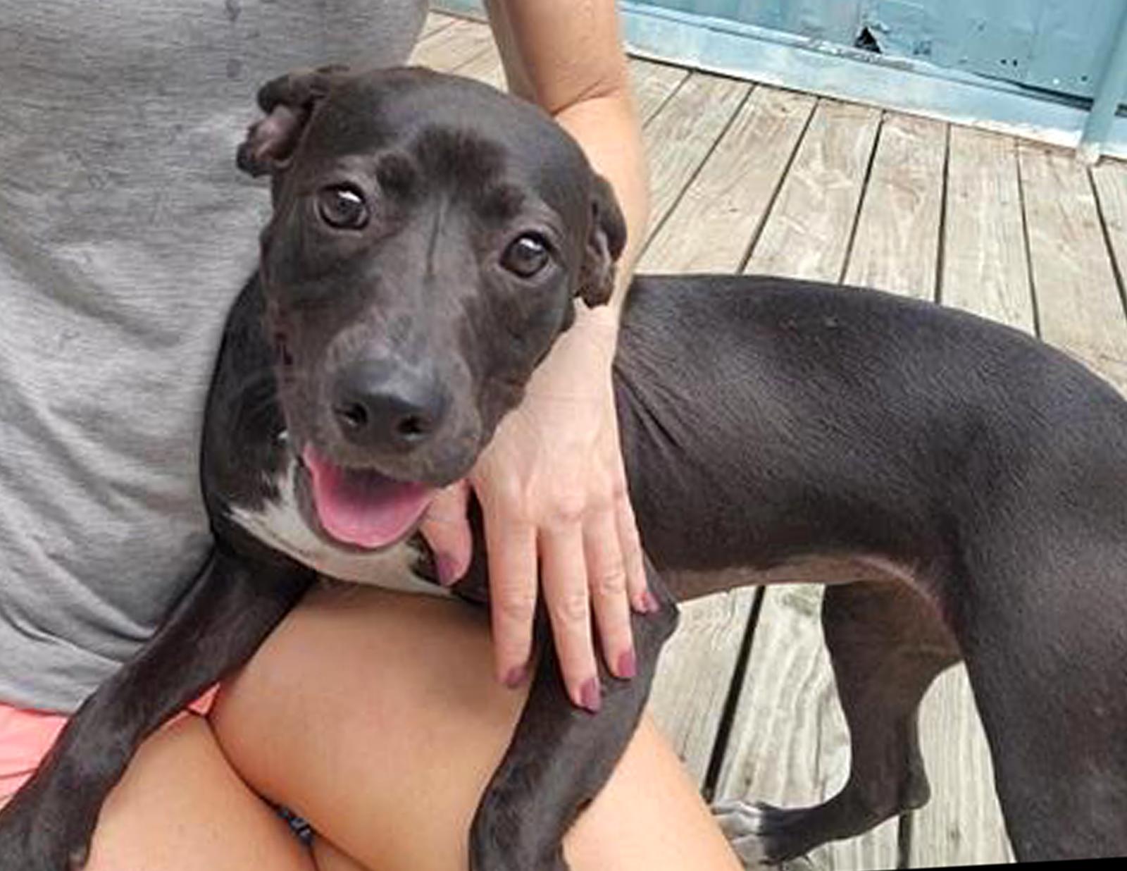 Enlarge Elvira, a Adoptable Labrador Retriever in Winton, NC image 3/3