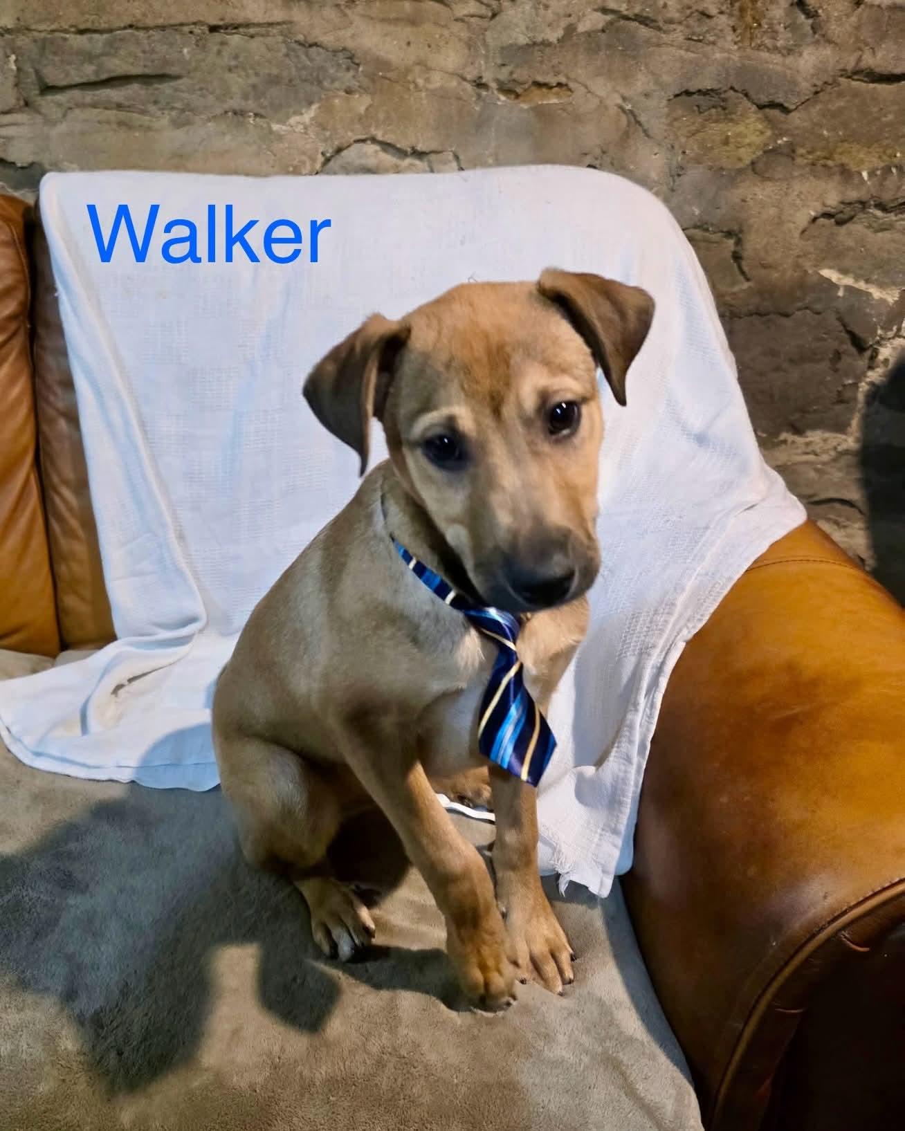 Walker, ADOPTABLE, Puppy Male Mountain Cur.
