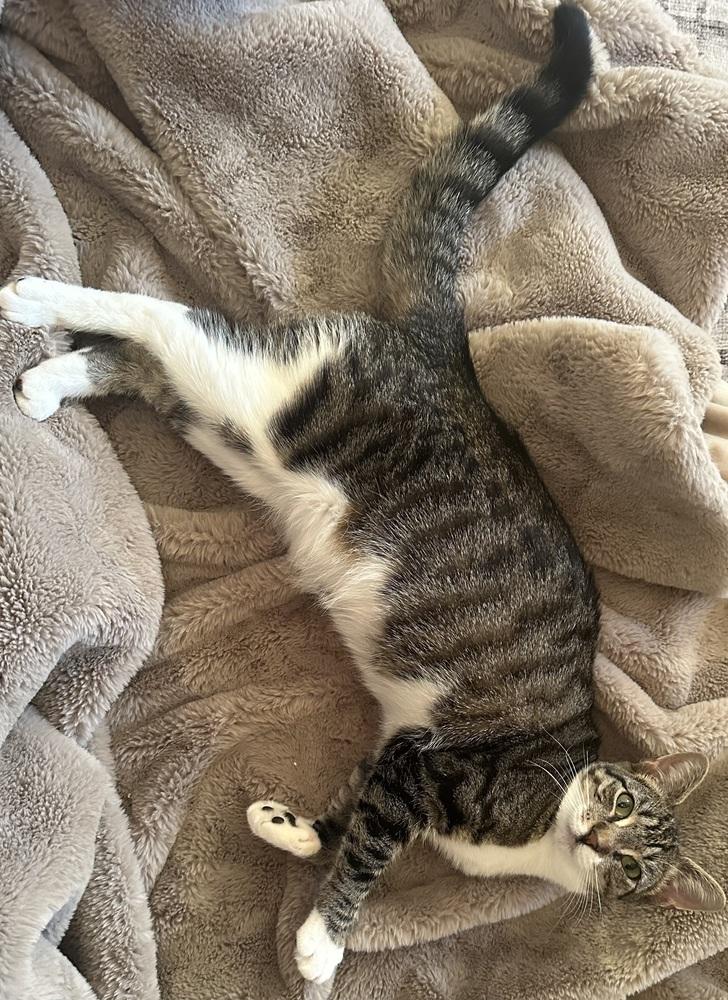 Zoey, Adoptable, Young Female Domestic Short Hair.