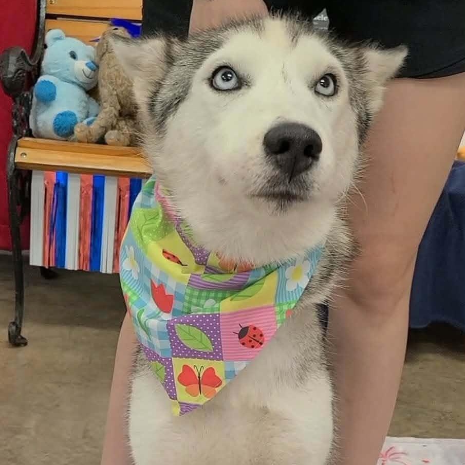 Enlarge Rhonda, a ADOPTABLE mixed breed in Woolwich, ME image 2/3