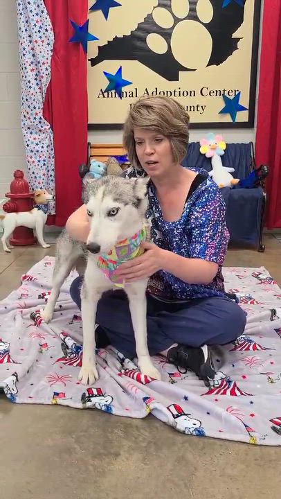 Enlarge Rhonda, a ADOPTABLE mixed breed in Woolwich, ME video 3/3