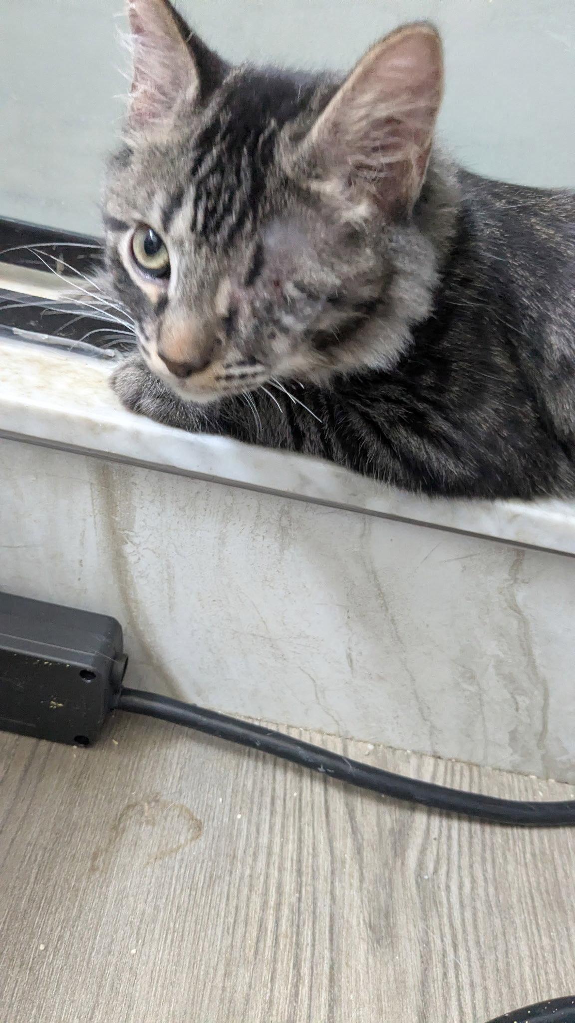 Zeus, Adoptable, Young Male Maine Coon & Tabby.