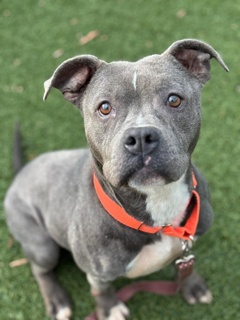 Enlarge Ashe, a Adoptable mixed breed in Hartsville, SC image 2/6