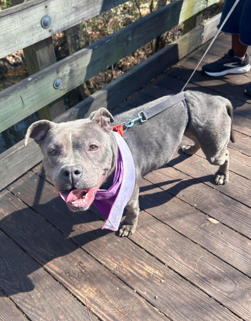 Enlarge Ashe, a Adoptable mixed breed in Hartsville, SC image 3/6