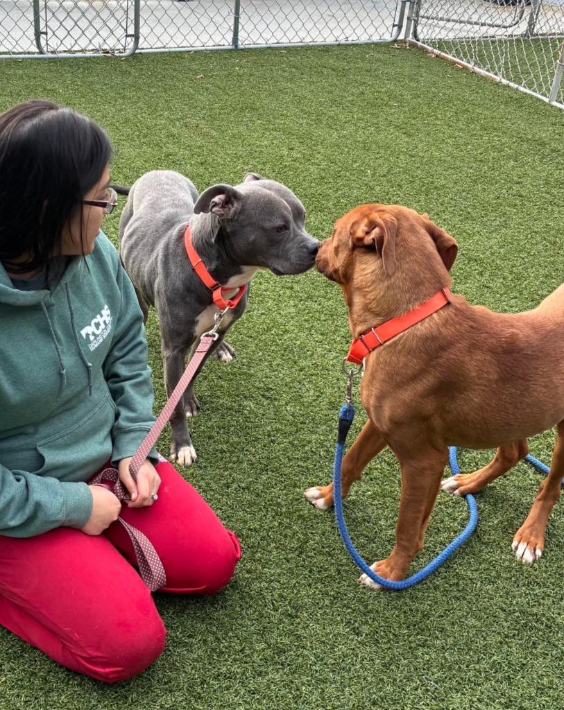 Enlarge Ashe, a Adoptable mixed breed in Hartsville, SC image 4/6