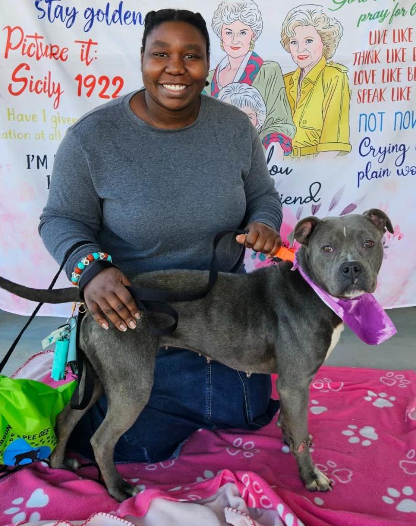 Enlarge Ashe, a Adoptable mixed breed in Hartsville, SC image 5/6
